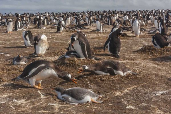 Sea Lion Island Gentoo penguin colony